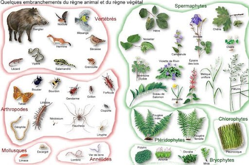 Zoologie by Dr. Amira by Learn with Amira